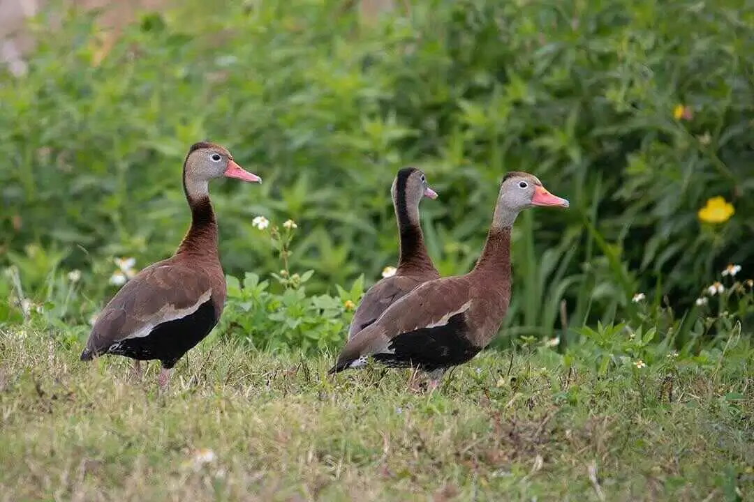 Red-billed Duck